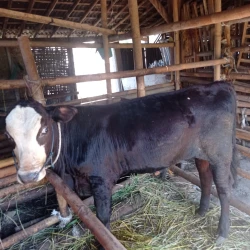 sapi-brangus-penggemukan-bumdes-sela-mas